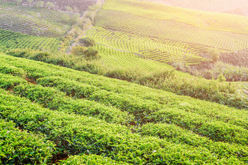 Scenic view of tea plantation. Green rows of tea bushes © efired