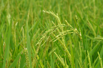 Fototapeta na wymiar Close up of green paddy rice