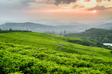 Tea plantation at sunset. Beautiful rows of tea bushes
