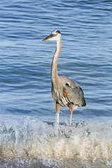 A great blue heron stands in the breaking waves of John's Pass, an inlet from the the Gulf of Mexico at Treasure Island, Florida.