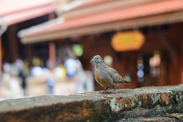 Sparrow stand on a brick