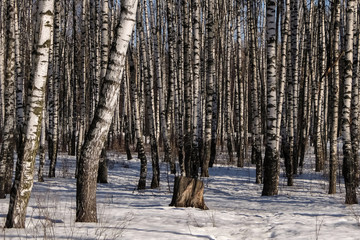Early spring in the birch tree forest