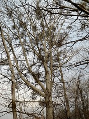 Mistletoe on the aspen. Mistletoe is a plant parasitizing on trees that has valuable medicinal properties