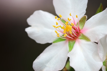 Spring flower on tree.