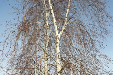 Birch in March. 2