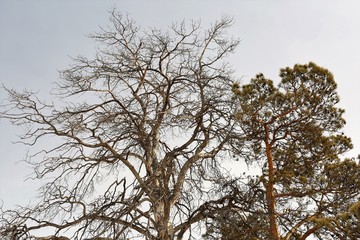 Withered pine and healthy pine.