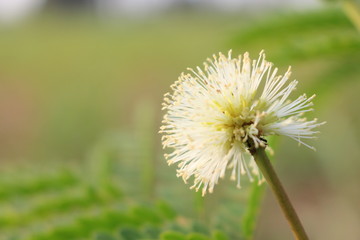 White popinac In the garden look beautiful and natural.
