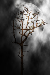 Fototapeta na wymiar Tree in the night scary background.