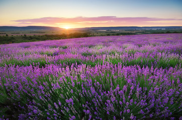 Fototapeta na wymiar Meadow of lavender.