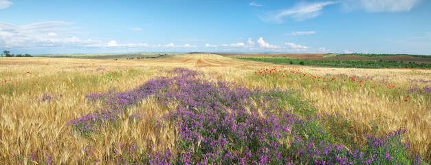 Meadow of wheat panorama and wild flowers
