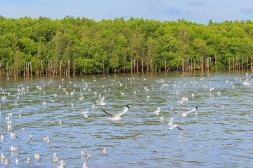 Seagull and mangrove