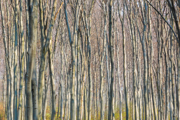 Obraz premium Texture wood sunlight backgrounds. Spring green forest