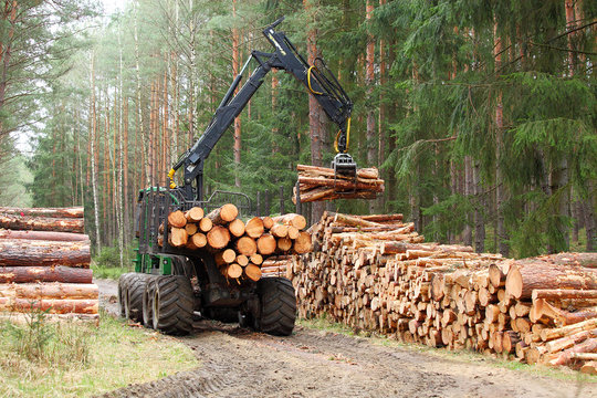 The harvester working in a forest. Harvest of timber. Firewood as a renewable energy source. Agriculture and forestry theme.
