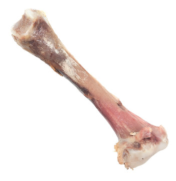 chicken bone