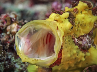 Warty frogfish, Warzen Anglerfisch (Antennarius maculatus)