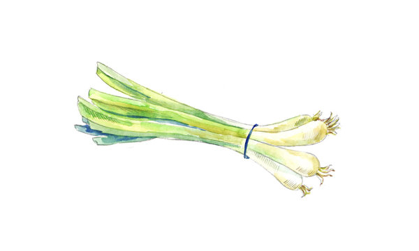Green onion by watercolor. Hand drawn sketch.