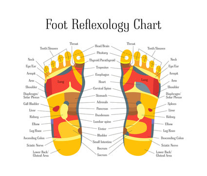 Cartoon Reflexology Feet Alternative Medicine. Vector