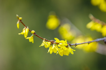 Blooming forthysia tree in spring