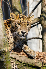 cejlon Sri Lankan leopard, (Panthera pardus kotiya)
