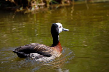 White-faced whistling duck