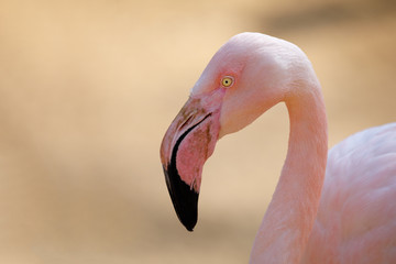 Rose flamingo (Phoenicopterus roseus) © ArtushFoto