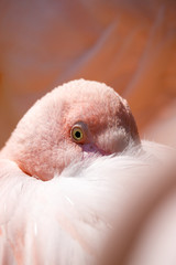 resting Rose flamingo (Phoenicopterus roseus)