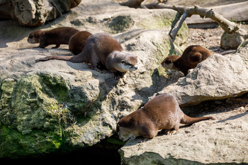 European otter family (Lutra lutra)