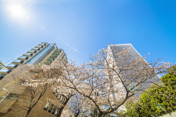 東京の桜