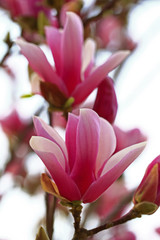 Magnolia flower