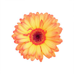 beautiful gorgeous gerbera flower isolated on white