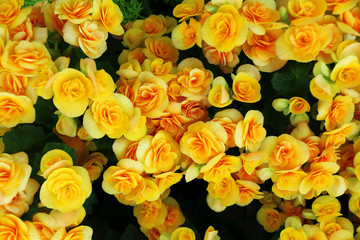 beautiful begonia flowers for pattern and background