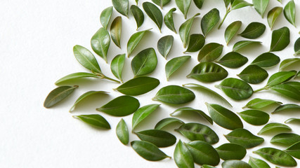 Obraz premium Green leaves and white background