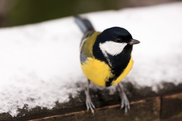 Obraz premium Great Tit - Parus major - on rail with snow