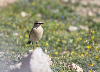Isabelline Wheatear (Oenanthe isabellina), at Cape Drepano, Cyprus.