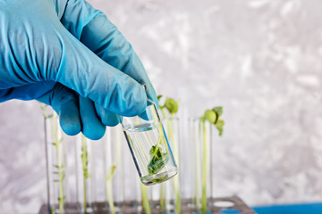 Pharmaceutical laboratory testing of sprouts of  plants. Plant in a test tube in hand of the scientist