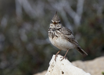 Crested Lark (Galerida cristata) standing on a rock, Cape Drepano, Cyprus.