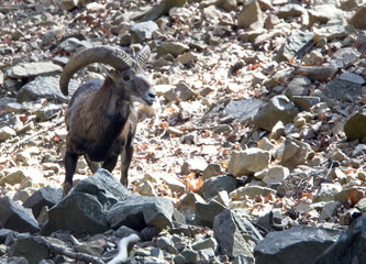 Mouflon (Ovis musimon) ram, part of the captive breeding project, Stavros, Cyprus.