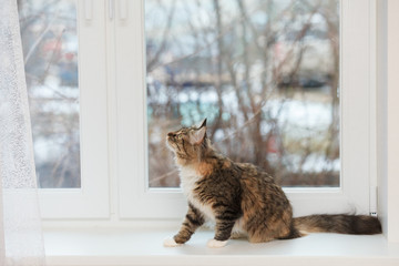 The cat sits on the windowsill and looks up at the window