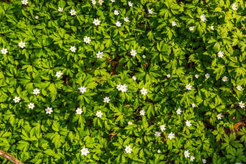 Obraz premium white flowers and green grass texture top view.