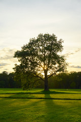 Big old oak  in a field at sunset.