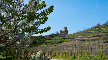Naklejka premium Burgruine Kaysersberg im Frühling