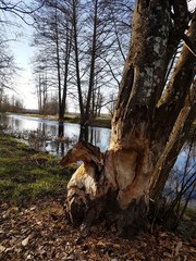 Białowieża. Park © michalsen