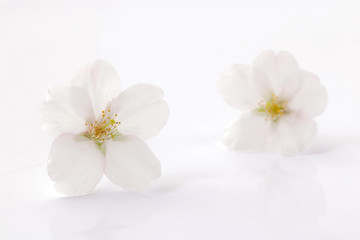Fototapeta na wymiar Japanese white cherry blossom isolated