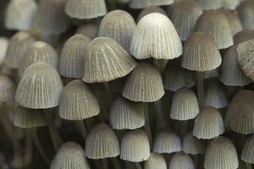 Mushrooms (Coprinus disseminatus) on a stump