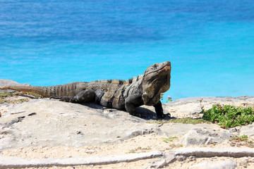 big Iguana