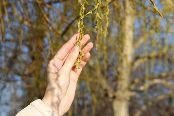Girl's hand catching twig of spring willow tree © watcherfox