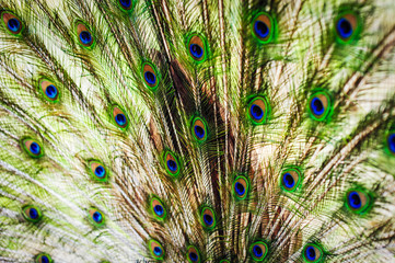 Fototapeta premium The wings and feathers of the male peacock.