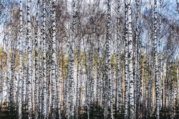 Early spring in the birch trees forest