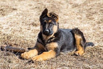 German Shepherd Puppy
