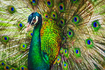 Obraz premium Peacock spread out wings wide feathers.